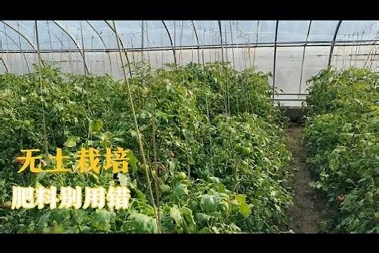 水稻施肥的技巧
