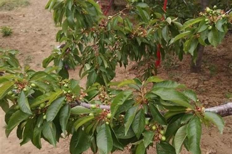 打了封闭除草剂后可以栽苗吗？