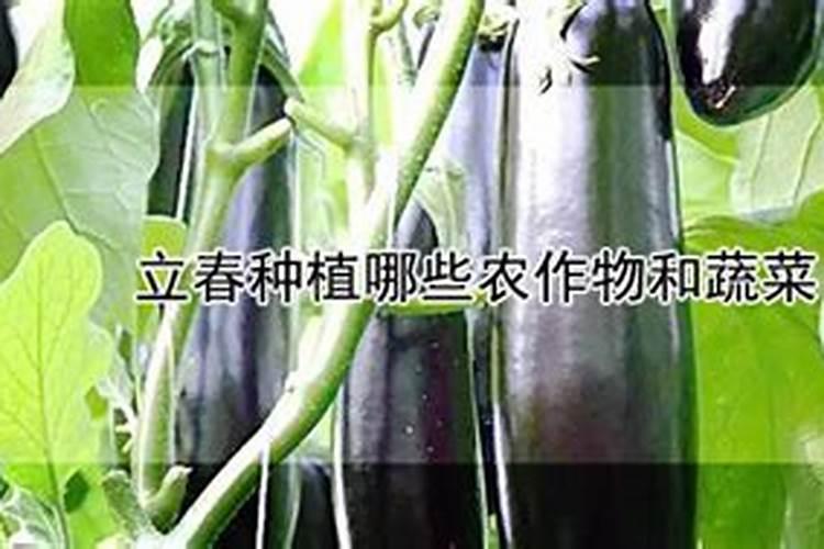 什么植物用氮肥