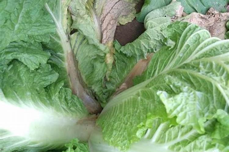 如果施用氮肥过多会导致花卉怎样改正让花开花？