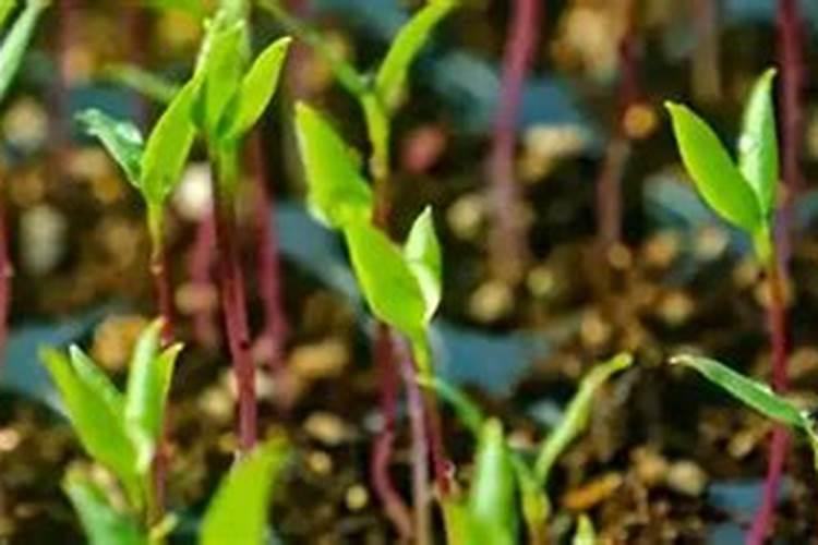 辣椒施肥用什么化肥好,什么时候施肥效果好