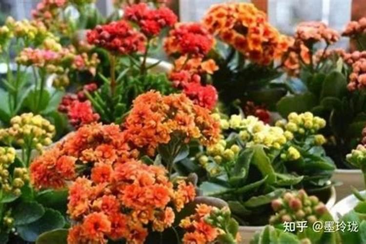 长寿花什么时候施肥 长寿花施肥方法时间