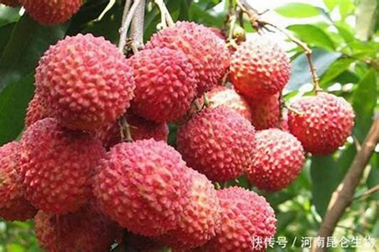 荔枝的促梢肥要怎样施用？