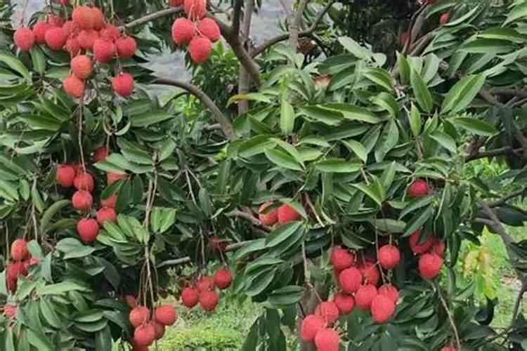 怎样根据荔枝需肥特点进行施肥？