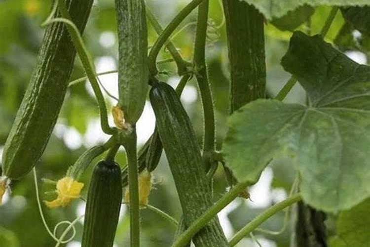 百合叶子入药功效(揭秘百合叶子入药功效,天然草药的绿色选择)