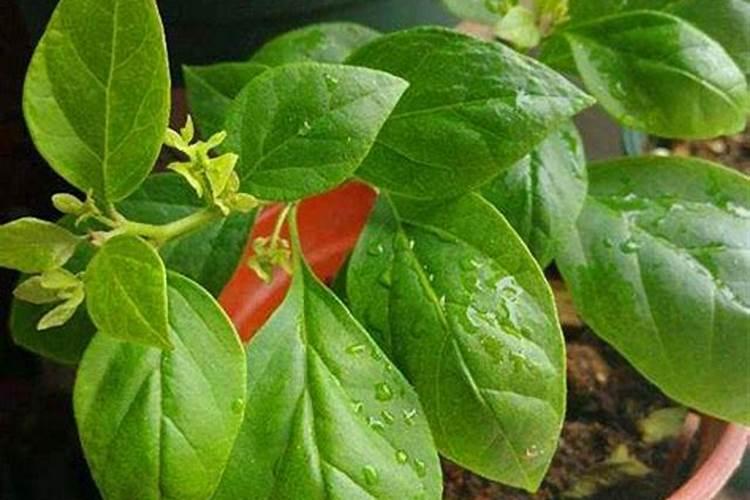 氮肥对农业生产的影响