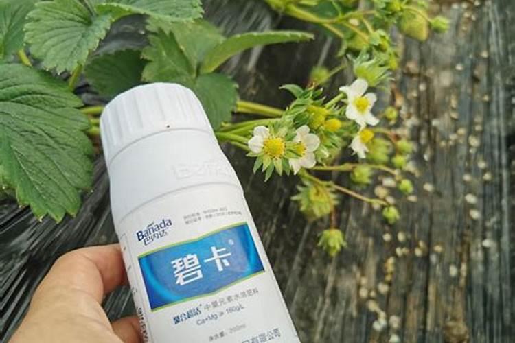 怎么给花补氮肥