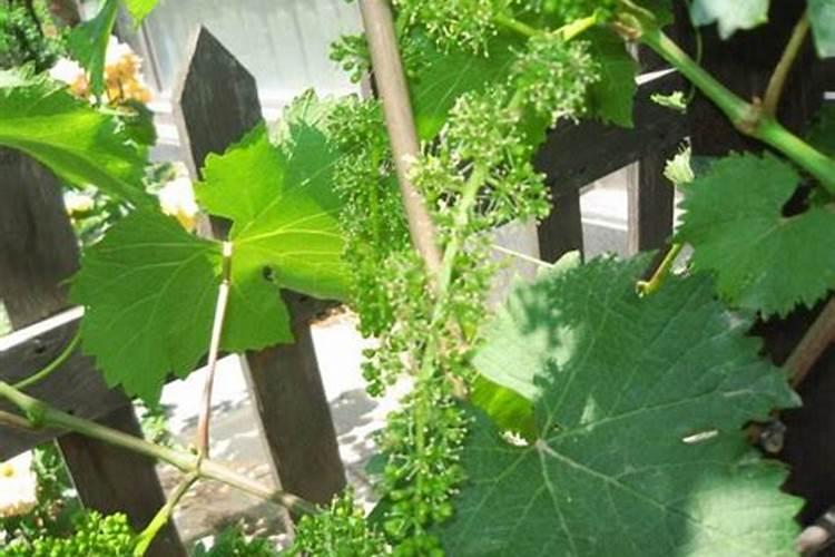 中国水溶肥十大品牌