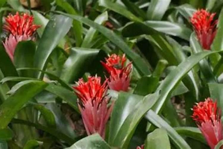 什么是海藻肥,有哪些功效 海藻肥是什么肥