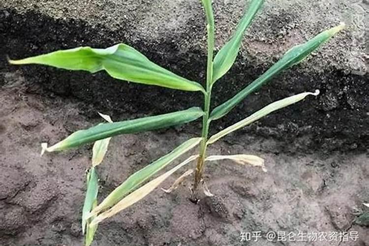 巨峰葡萄花前水分管理