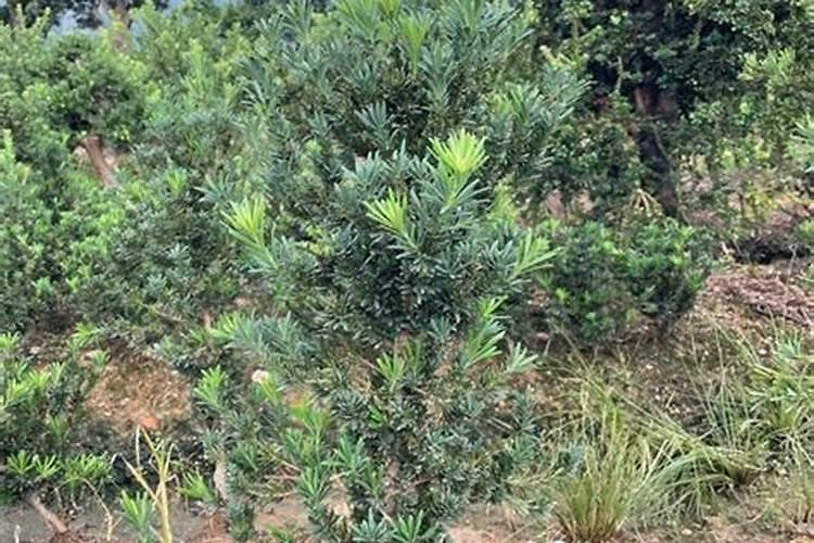 钙镁肥的正确使用方法