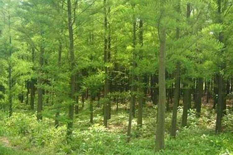 小麦追肥用硝酸磷好吗 什么时候使用效果好