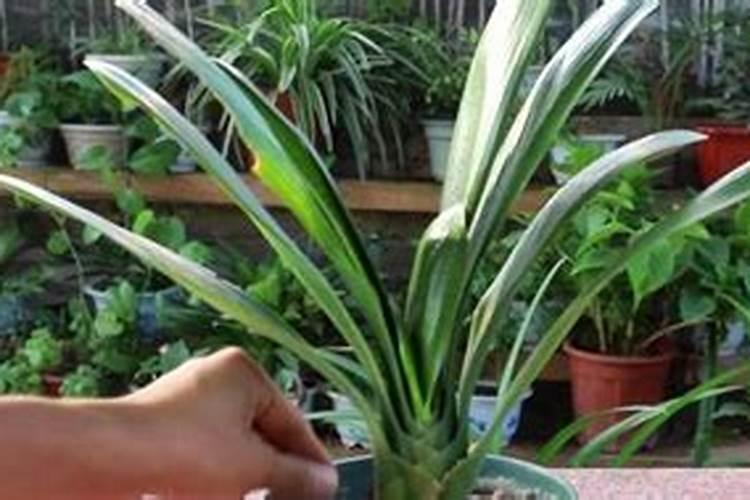 芸苔素内脂过期三年了能用吗