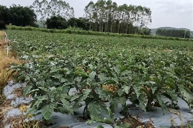 自来水厂百分之30的柠檬酸浓度,1吨水需要加多少柠檬酸