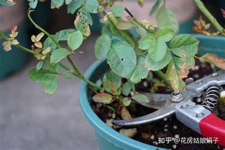 新栽的茶苗在施肥上需要注意些什么