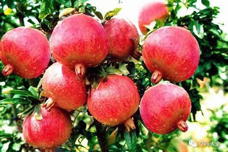 钙镁锌硼是硫酸二氢钾吗？