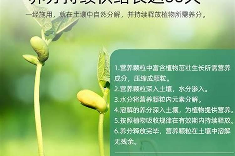 李子膨大剂打上几天能见效
