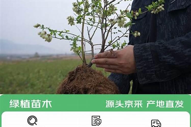 柑桔施钾肥最佳时间 正确使用方法有哪些