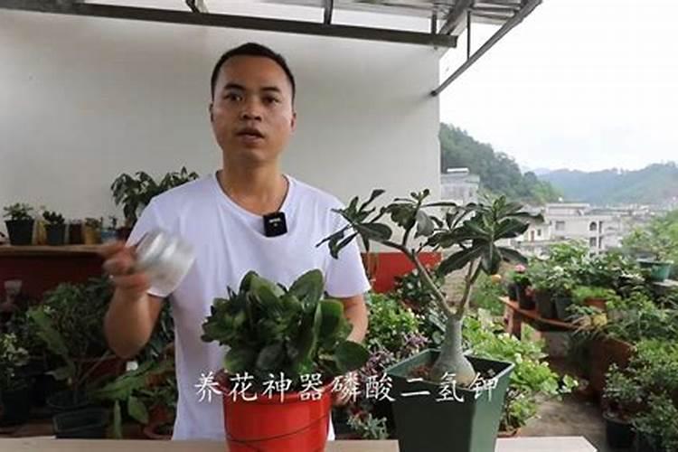 分享养花必备的三种肥料