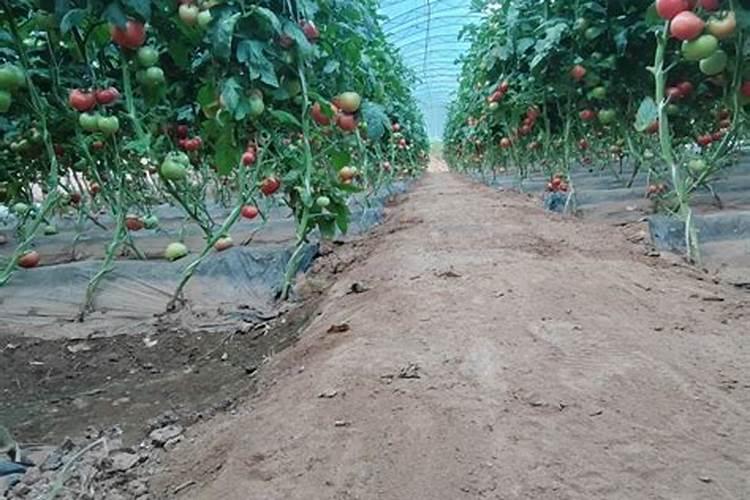 植物体内必须的元素有多少种