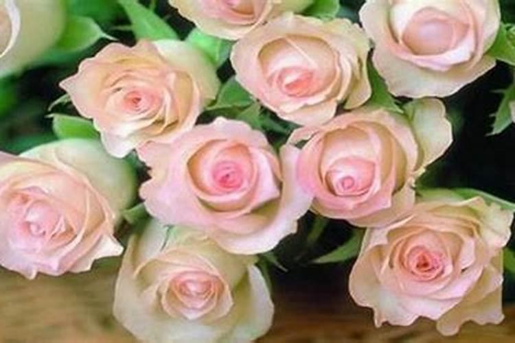 玫瑰花花期怎么延长,适当施肥及时遮阴可延长至一个月