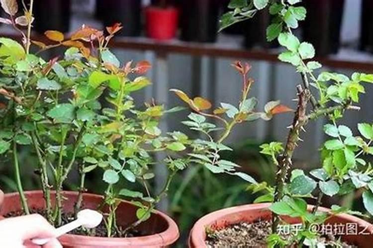 玫瑰花多久施一次肥 要施什么肥料