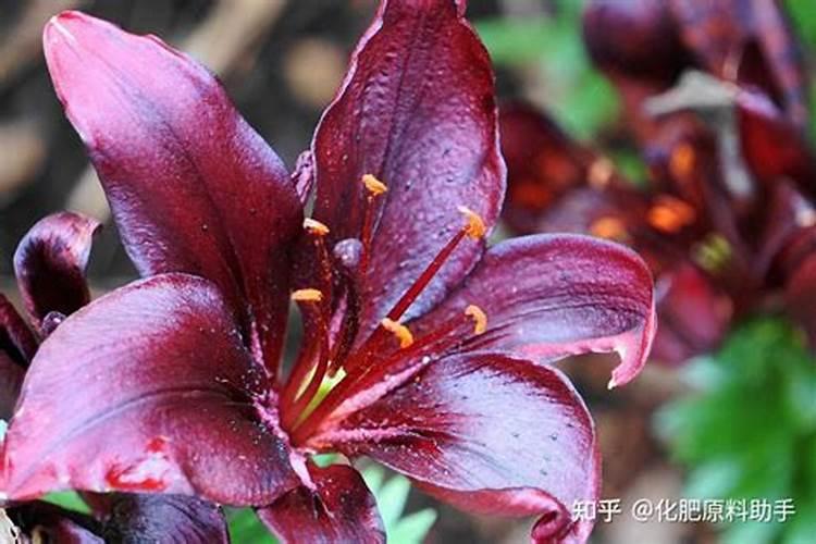 玫瑰花正在开花能施肥吗