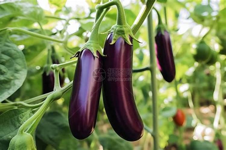 车厘子树苗管理,车厘子苗木报价,车厘子的种植条件。