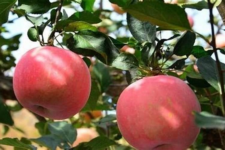 多肽氨基酸原粉用于肥料生产的建议参考配比!