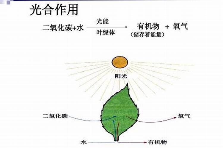 月季花施磷酸二氢钾肥料的正确用法