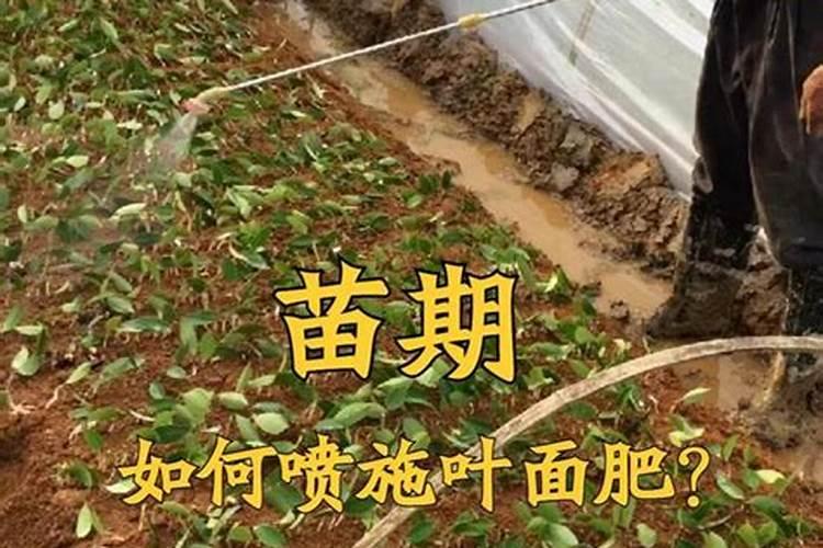 月季如何施磷酸二氢钾