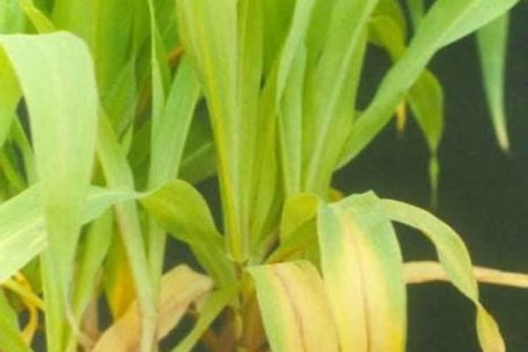 月季花摘芽后如何正确施肥