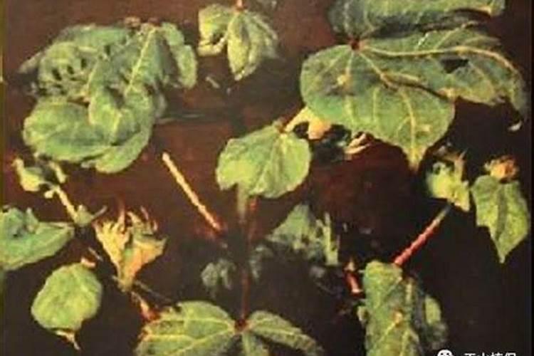 月季开花时能用尿素肥吗月季肥料的正确施肥方法