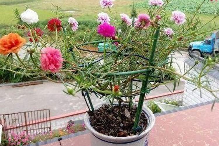 苹果幼果期打什么药