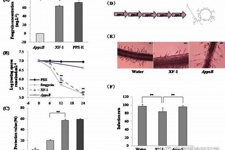 怎么分辨什么是好的硼钙叶面肥？