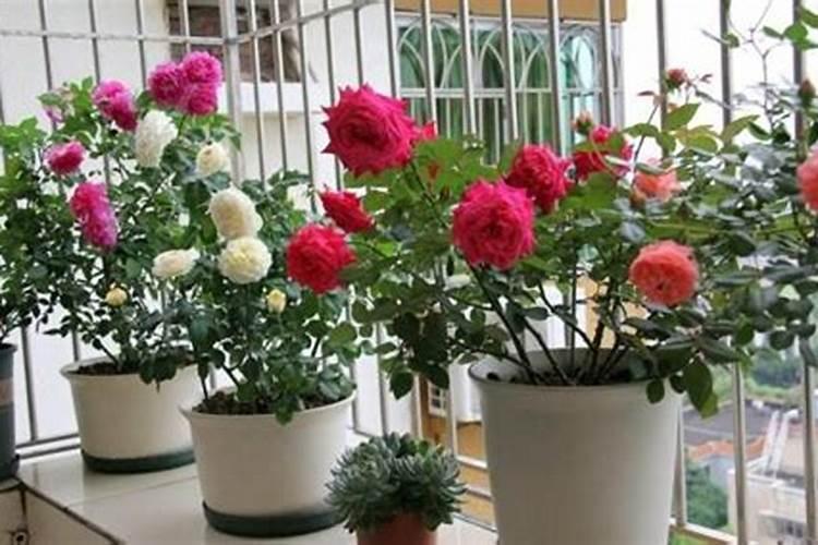 月季开花施什么肥料