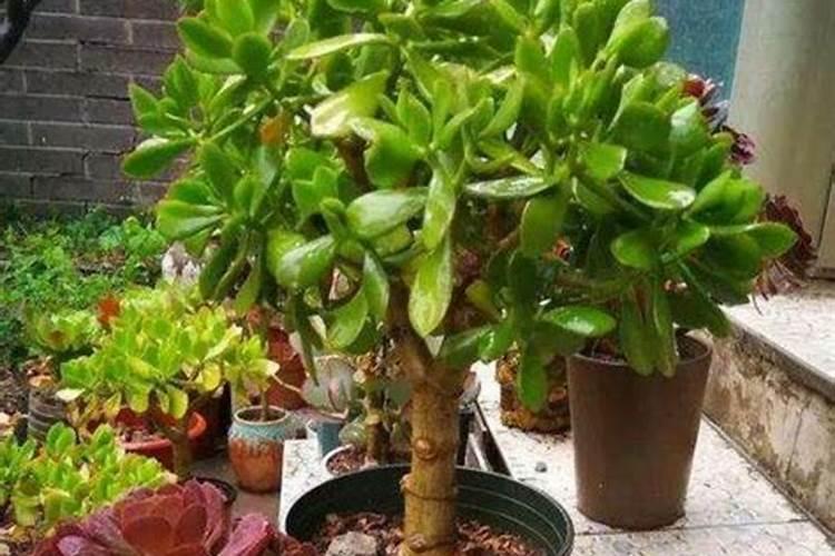 氨基酸叶面肥和磷酸二氢钾能混用吗 氨基酸叶面肥和磷酸二氢钾的配合...