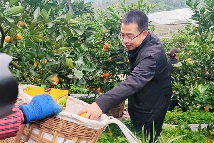 六月份脐橙用什么肥料比较好？