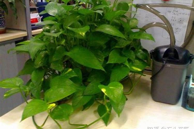 多肉叶子干瘪有皱发软用什么化肥