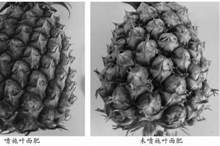 大豆用什么叶面肥好？喷洒要注意什么呢