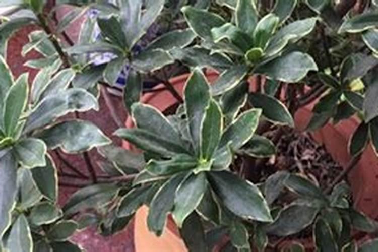 瑞香夏天大量黄叶掉叶的处理方法