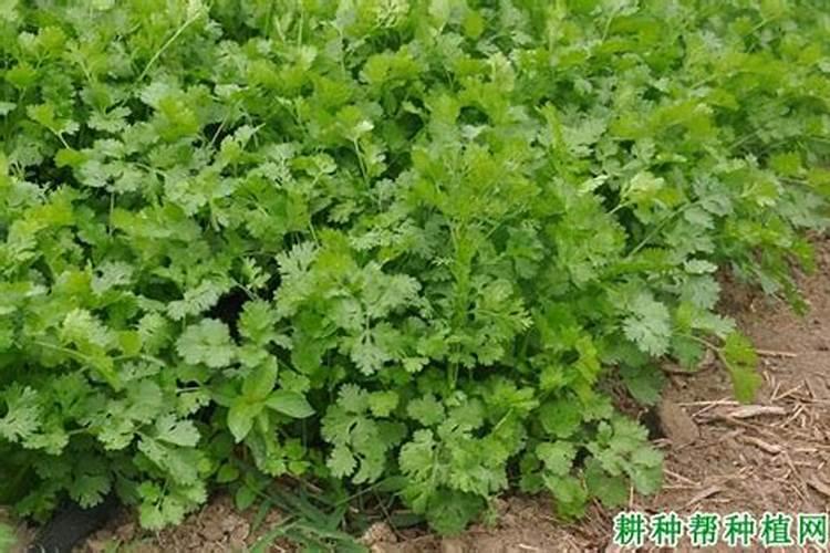 叶面肥哪个厂家最好