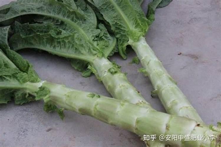 为什么要推广长效氮肥？目前长效氮肥有哪些类型？
