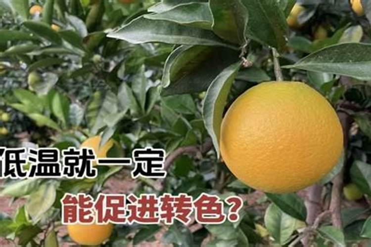 大姜生根壮苗用什么冲施肥？