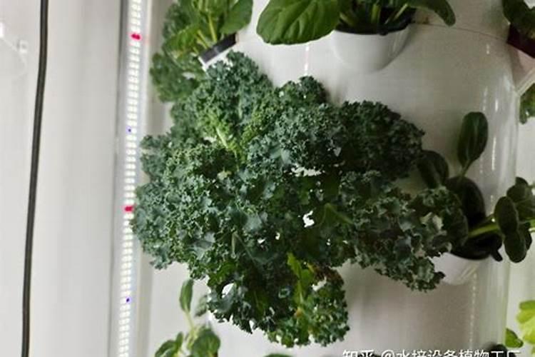 甘蓝施什么肥最好
