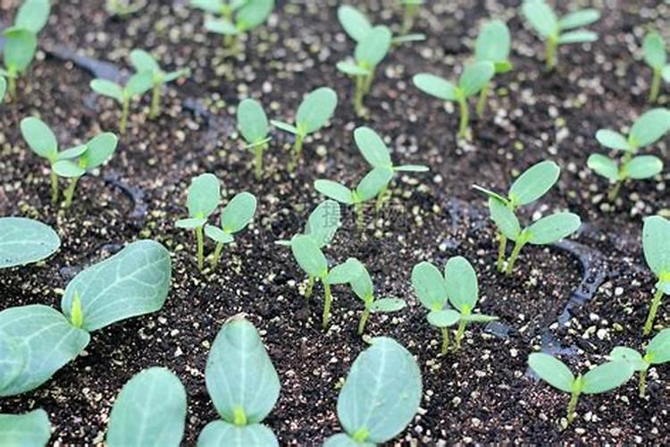 什么肥料能促长植物的根