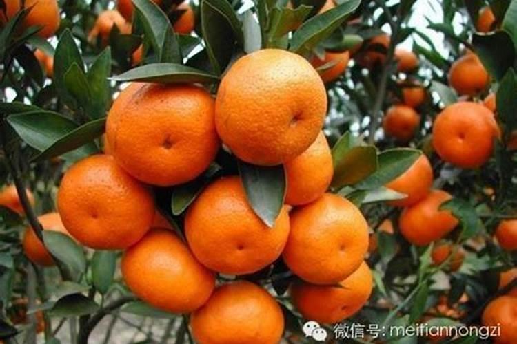挂果沙糖桔用什么肥料绿叶