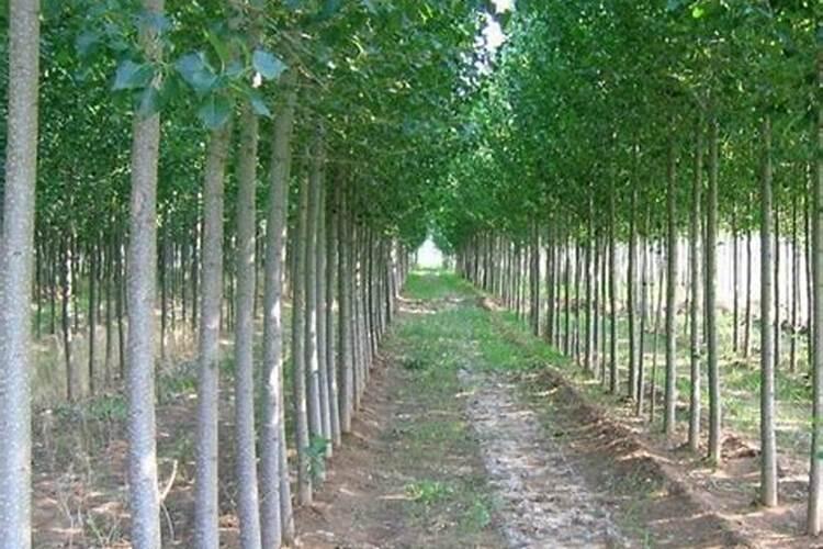 两年的107杨树施啥肥料最好？