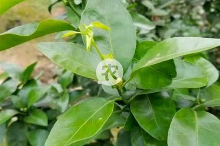 柑橘二次生理落果严重？选对肥料,转青快,坐果稳!