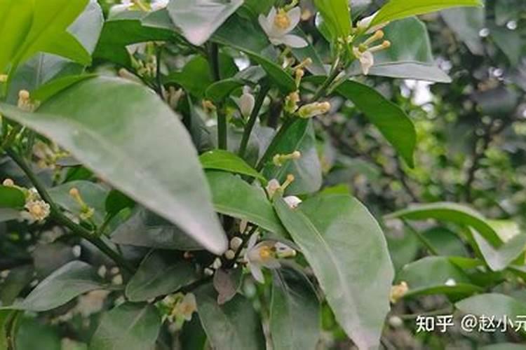 脐橙保果用什么好